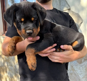 catei rasa Rottweiler - imagine 4