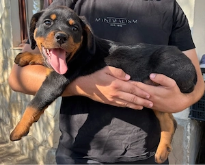 catei rasa Rottweiler - imagine 2
