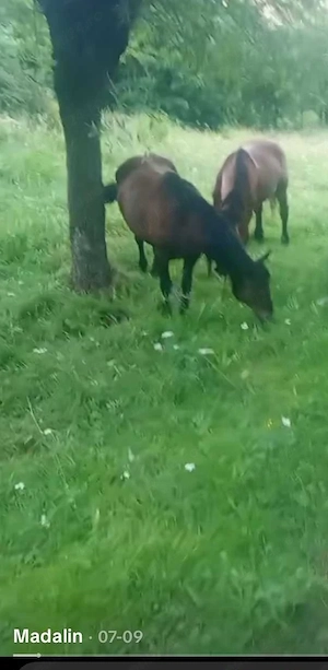 vand iapa gestanta 