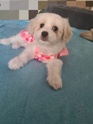 Cățeluși bichon baietel și fetiță  - imagine 2