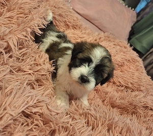 pui bichon in cautare de stapani