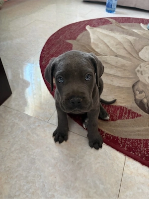 pui cane corso
