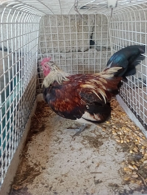 Vând Schimb cocoșei piticii
