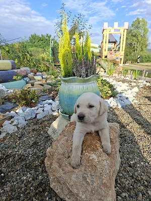 Pui Labrador Retriever   