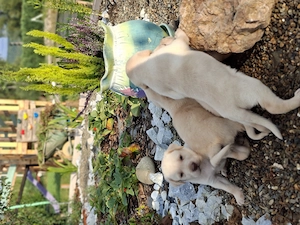 Pui Labrador Retriever    - imagine 2