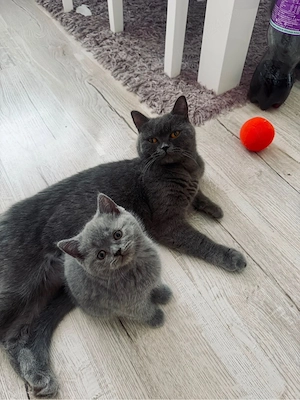 british shorthair - imagine 4