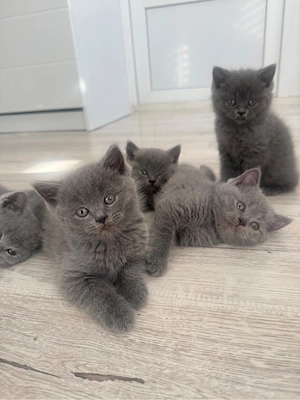 british shorthair