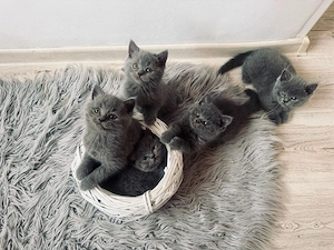 british shorthair
