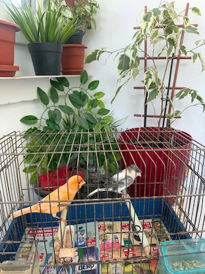 De vînzare două perechi canari timbrado 