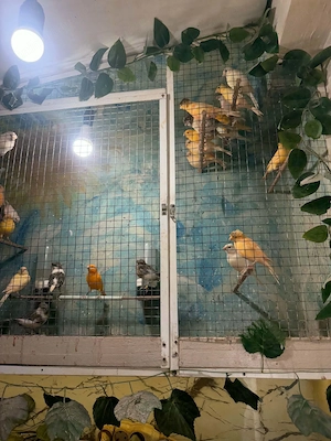 De vînzare canari timbrado tineret 2026 