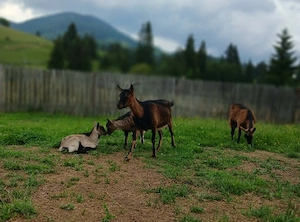 de vânzare 2 capre și 2 iezi rasa alpin francez