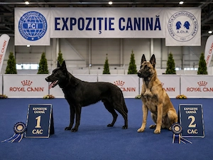 Ciobanesc belgian malinois cu Pedigree! - imagine 2