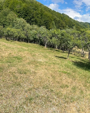 Teren Montan 6.572 mp Jieț (Petrila , Județul Hunedoara) - imagine 3