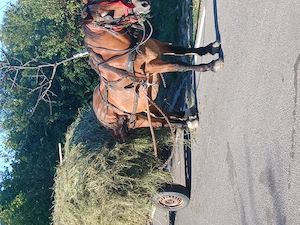 Disponibil cal in vrstă de 10 anii - imagine 2