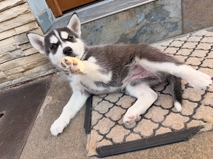 pui husky siberian 8 sapmani fetiță - imagine 4