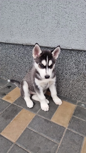 pui husky siberian 8 sapmani fetiță
