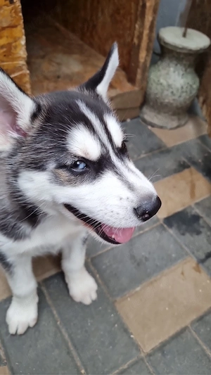 pui husky siberian 8 sapmani fetiță - imagine 2