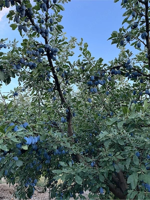 prune bistrite