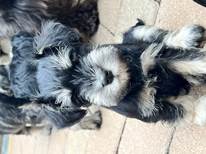Vand Schnauzer Pitic - imagine 3