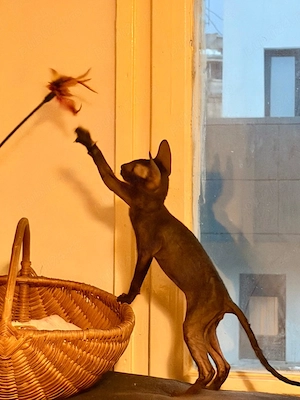 Motănel Cornish Rex de vanzare - imagine 4