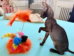 Motănel Cornish Rex de vanzare - imagine 2