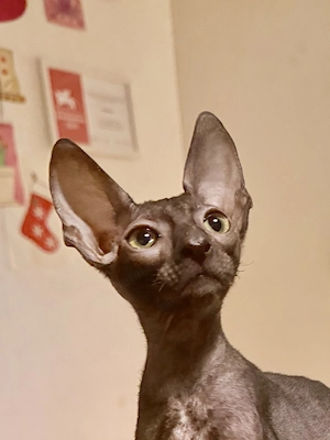 Motănel Cornish Rex de vanzare
