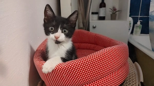 Pisoi dragalas de 8 saptamani pentru adoptie
