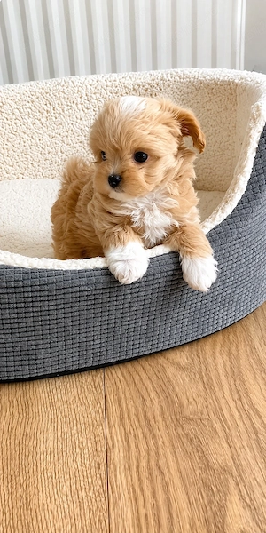 Maltipoo Mini Toy - imagine 5