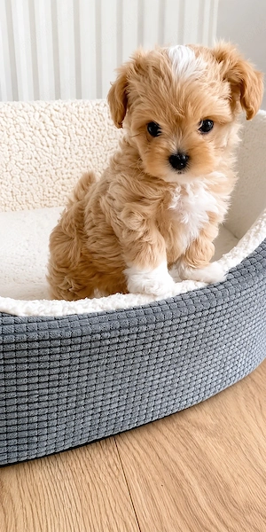Maltipoo Mini Toy - imagine 4