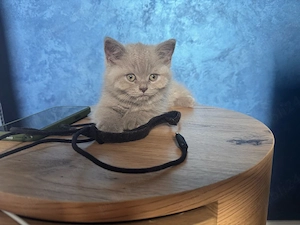 Pui pisica british shorthair lilac