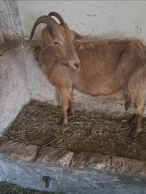 Vând două capre și un țap - imagine 2