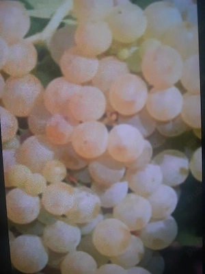 vând strugurii de vin producție 2026