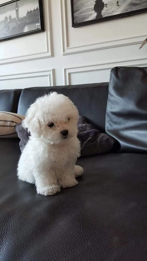 caniche superbi 
