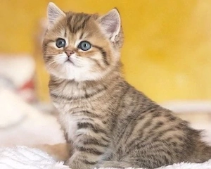 British Shorthair 