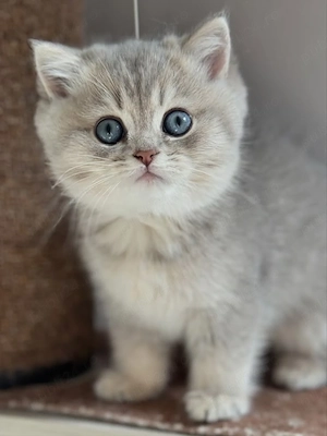 British Shorthair silver 