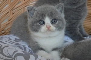 British Shorthair 