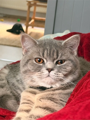 British Shorthair, 6 luni + accesorii + 6 kg hrană - imagine 3