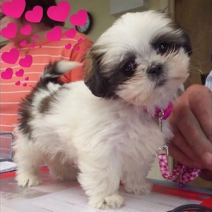 Shih tzu toy băieței și fetițe 