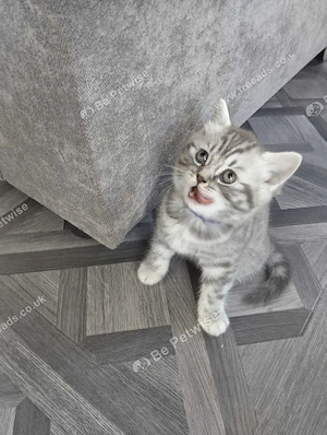 British shorthair pisoiași 