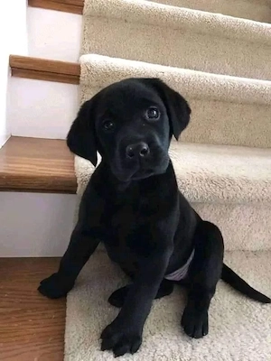 Labrador puiuți 
