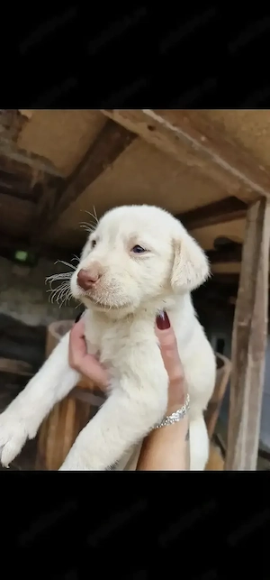 Vand pui labradori
