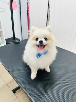 Pomeranian mascul 6 luni   alb-crem, pedigree