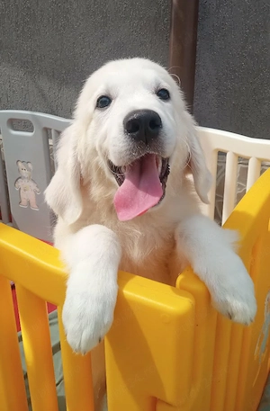 Femela Golden Retriever cu pedigree A