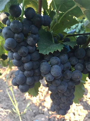 Struguri de vin si must de Recas
