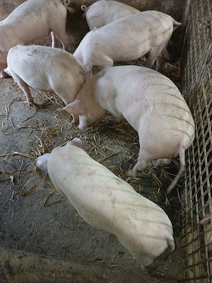 Vind șoldani rasa de carne.