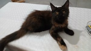 Vand 2 fetite Maine Coon  - imagine 4