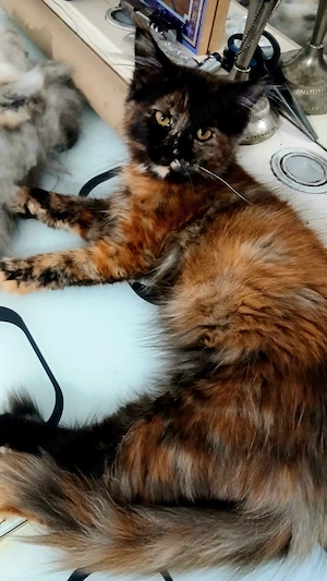 Vand 2 fetite Maine Coon  - imagine 3