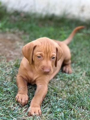 Catei Vizsla maghiara disponibili in curand - imagine 5