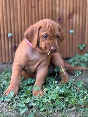 Catei Vizsla maghiara disponibili in curand