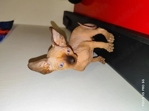 Sphinx Sfinx Sphynx 